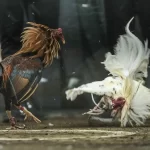 cách cá cược gà chọi